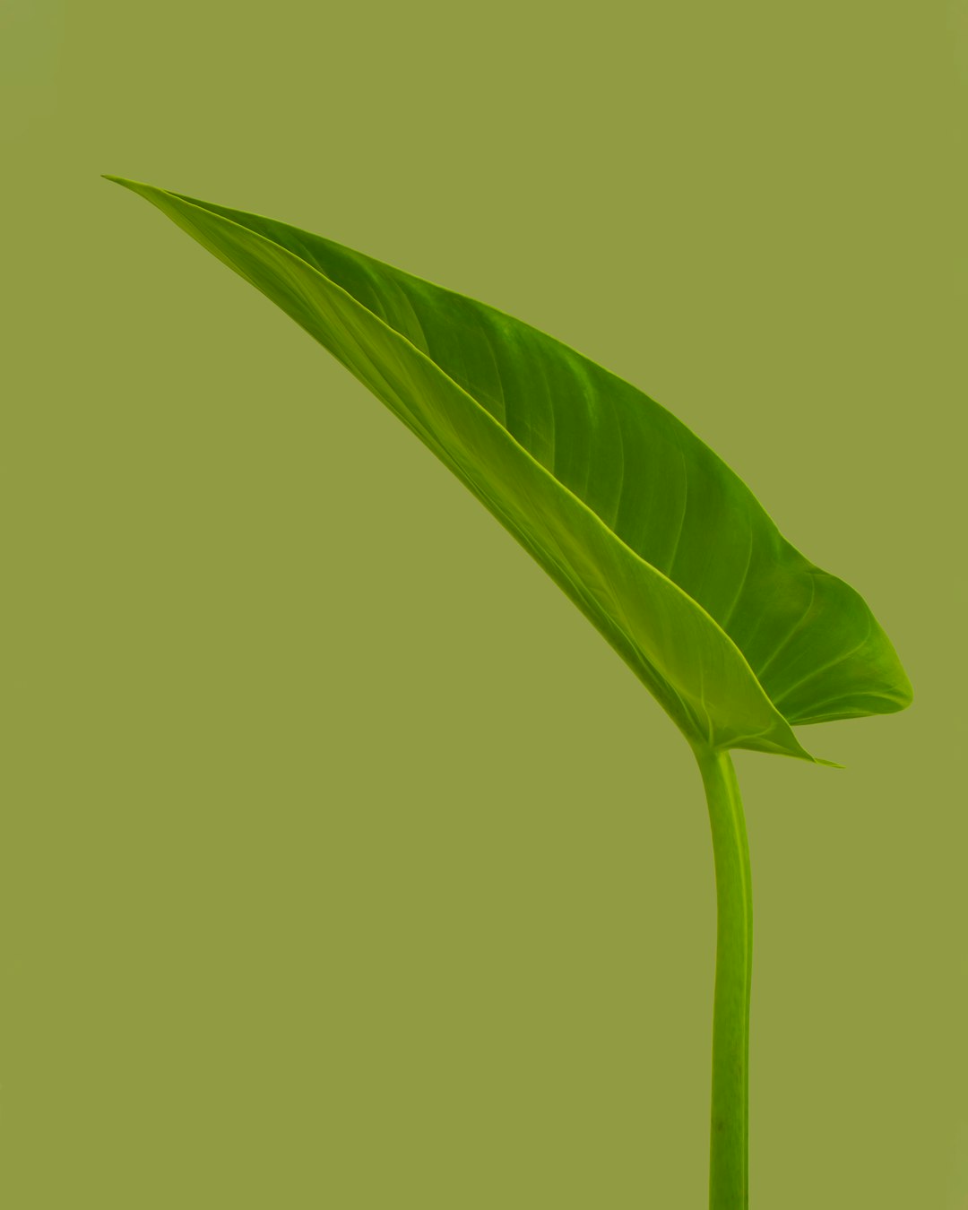 Sustainable Development